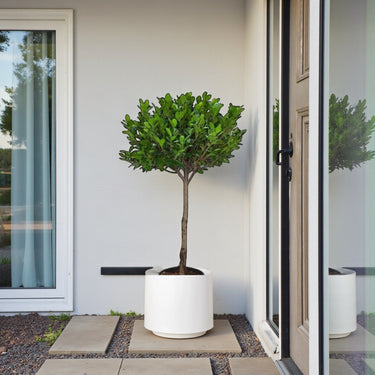 Ficus Panda Single Head 9