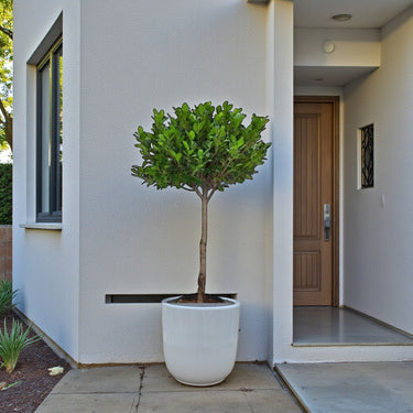 Ficus Panda Single Head 8