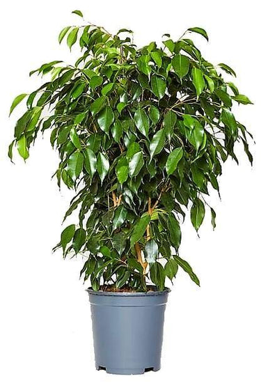 Ficus Benjamina – Danielle 13