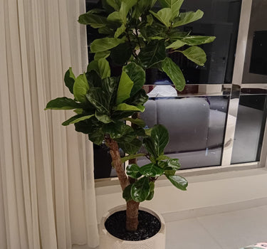 Big Fiddle Premium 1.8m to 2m Plants UAE
