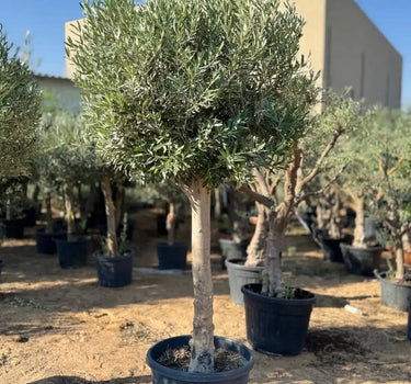 زيتون كبير 2.5 متر عمره 30 عامًا