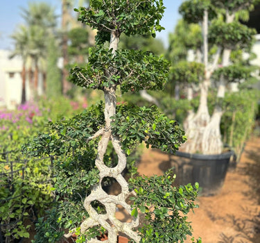 بونساي كبير الحجم ذو شكل مميز من 1.8 متر إلى 2 متر