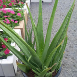 Aloe Vera Fully Grown Big Size Balcony Plants Dubai. Potted aloe vera plant with flowers in the background