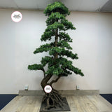 Artificial Bonsai 2.5m to 3m Premium Outdoor Plants Dubai