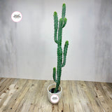 Artificial Cactus Plants Dubai. Potted cactus plant on a wooden floor with a plain background