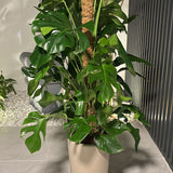 Big Monstera Plants UAE. Potted plant on a tiled floor with a neutral background