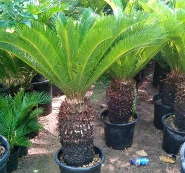 Sago Palm Big