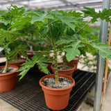 Carica Papaya – Papaya Tree 1