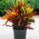 Croton Mammy Plant 1