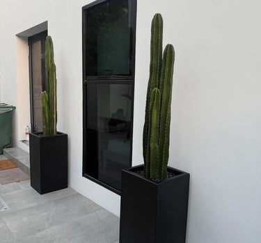 Cactus Premium from Holland