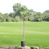 Tabebuia Argentea – Golden Bell Tree