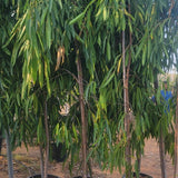 Ficus Amstelking Large Plants UAE. Potted trees in a row with a clear sky background
