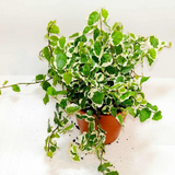 Ficus pumila – Variegated – Creeping Fig 1