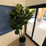 Fiddle Fig Tree in Luxury Ceramic Pot Plants UAE. Potted plant in a room with a large window.