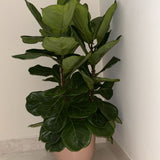 Fiddle Tree in UAE. Potted plant in a corner of a room with white walls and floor.