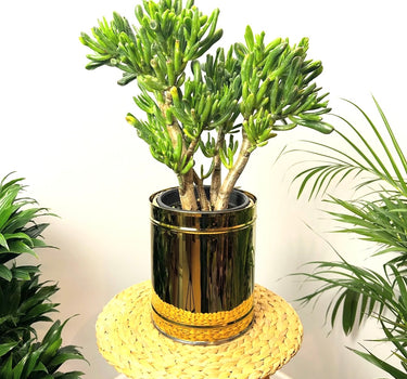 Jade Plant in Black Ceramic Plant UAE. Green potted plant on a small wooden stool with a white background