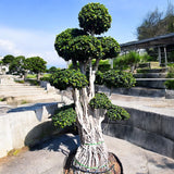 Ficus Bonsai Microcarpa – Multihead 3 meter 1
