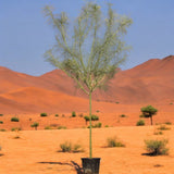 Parkinsonia Aculeata, Jerusalem Thorn Tree 2