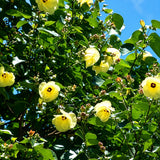 Premium Sea Hibiscus Outdoor Plants Dubai.Yellow flowers with green leaves against a blue sky