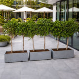 Privacy Ficus Single-Head Plants, UAE. Row of potted trees on a patio with white umbrellas in the background