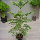 Araucaria Heterophylla – Norfolk Island Pine