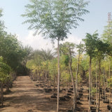 Azadirachta Indica – Neem Tree