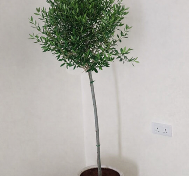 Olive Tree in Rustic Indoor Plants UAE
