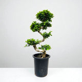 Ficus Bonsai – S Shaped 4